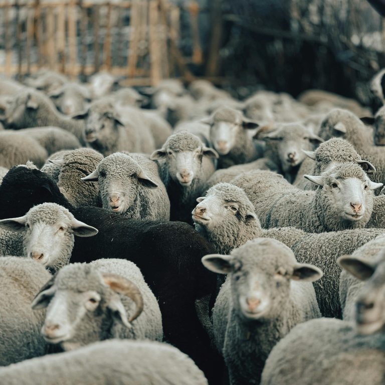 Groepsdynamiek in interne communicatie