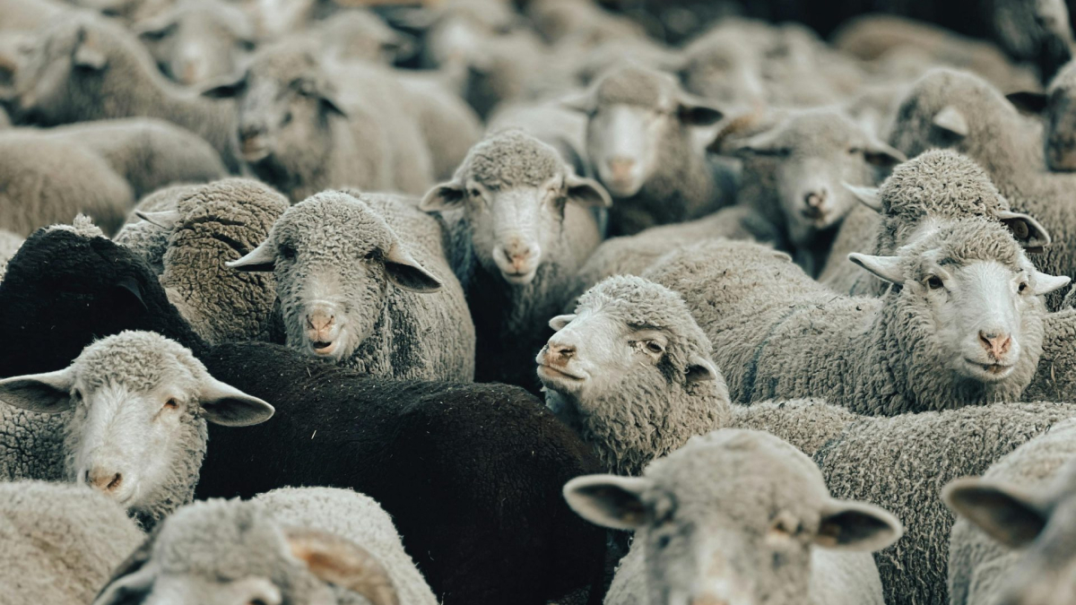 Groepsdynamiek in interne communicatie